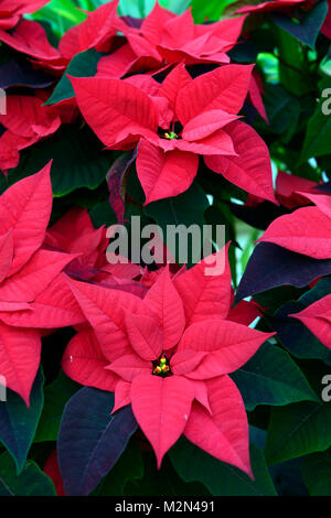 Euphorbia pulcherrima glückliche Tage, poinsettia, Rot, Blume, Blumen, Blüte, Weihnachten, Associate, verbunden, Weihnachtszeit, Pflanze, Pflanzen, RM Floral Stockfoto