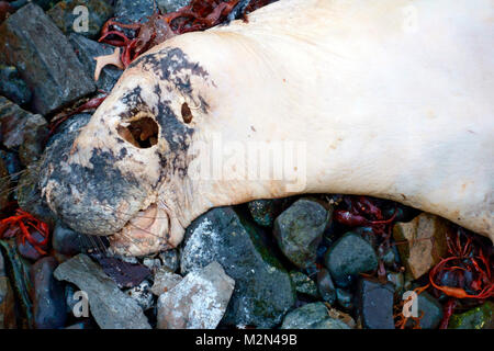 Dead seal Pup an einem Strand auf der Isle of Mull Stockfoto