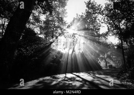 Kräftige Sonnenstrahlen schneiden durch den Nebel auf einer Straße, in der Mitte einige Bäume in den Schatten Stockfoto