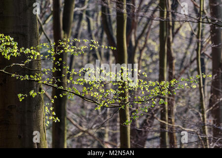 Ein Zweig von einem Baum in einem Wald mit frische junge grüne Blätter wunderschön beleuchtet durch die Sonne im Frühling. Stockfoto