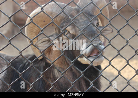 Porträt einer Markhor Ziege in Lahore Zoo, Lahore, Pakistan (nationale Tier). Stockfoto