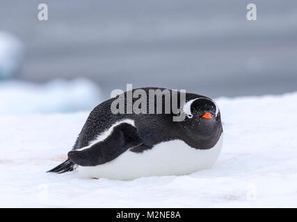 Long-tailed Gentoo Pinguin; Pygoscelis papua; Cuverville Island; Antarktis Stockfoto