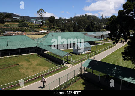 Royal Turf Club Nuwara Eliya Hill Country zentrale Provinz Sri Lanka Stockfoto