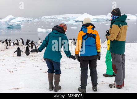 Reisende lange fotografieren-tailed Gentoo Penguins; Pygoscelis papua; Cuverville Island; Antarktis Stockfoto