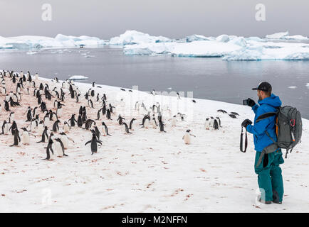 Reisende lange fotografieren-tailed Gentoo Penguins; Pygoscelis papua; Cuverville Island; Antarktis Stockfoto