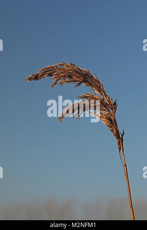 Saatgut von Schilf (Phragmites australis) mit Tau an einem nebligen Morgen, auf höherer Ebene Stewardship Land Hempstead, Lessingham, Norfolk, Großbritannien Stockfoto