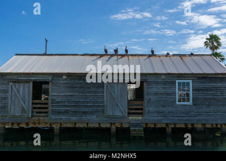 USA, Florida, braune Pelikane sitzen auf dem Dach eines Gebäudes am Hafen von Key West Stockfoto