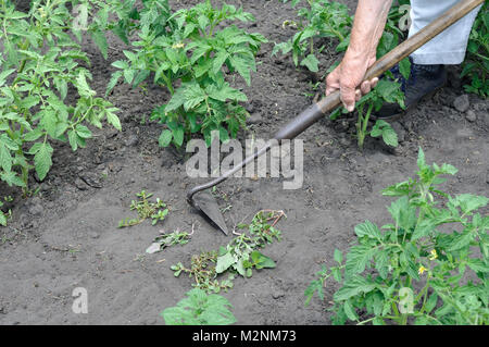 Gärtner nach oben ziehen, um Unkräuter mit einer Hacke in der Tomate Plantage im Gemüsegarten Stockfoto