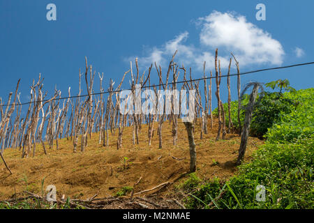 Yam sticks Warten auf Reben unter herrlichen jamaikanischen Sonne, Manchester Parish, Jamaika, Karibik, Karibik Stockfoto