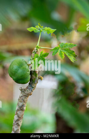 Papaya auf kleinen Baum, Manchester Parish, Jamaika, Karibik, Karibik Stockfoto