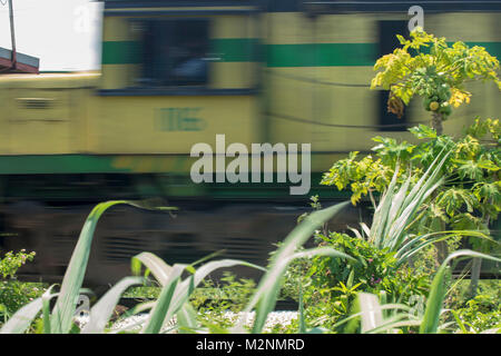 Papaya auf kleinen Baum, Manchester Parish, Jamaika, Karibik, Karibik Stockfoto