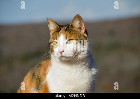 Porträt einer bunten Katze an einem sonnigen Tag Stockfoto