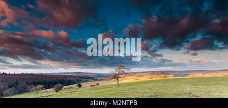 Winter Tag Sonnenuntergang über der South Downs in der Nähe von Goodwood Rennstrecke, West Sussex, Großbritannien Stockfoto