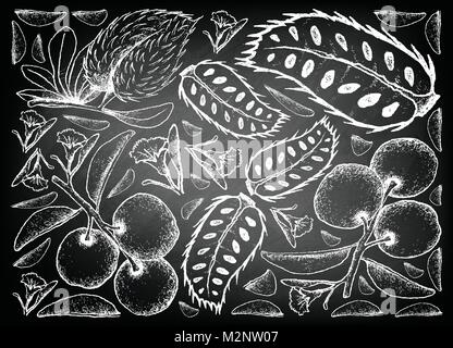 Frische Früchte, Hintergrund von Hand gezeichnete Skizze frische Talg Pflaume oder Ximenia Americana und Soursop oder Annona muricata Früchte auf Schwarze Kreide Stock Vektor