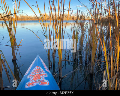 FORT COLLINS, Colorado, USA - 31. Oktober 2016: Herbst See paddeln - einen Bogen von Stand up Paddleboard nach Steuerbord Rubriken durch Schilf zum See zu öffnen. Stockfoto