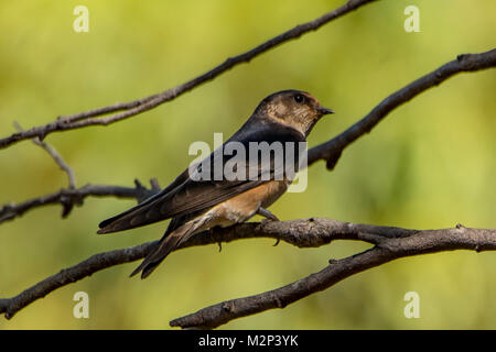 Haus Schwalbe Hirundo rustica von Bathurst Harbour, Tasmanien, Australien Stockfoto