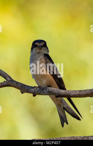 Haus Schwalbe Hirundo rustica von Bathurst Harbour, Tasmanien, Australien Stockfoto