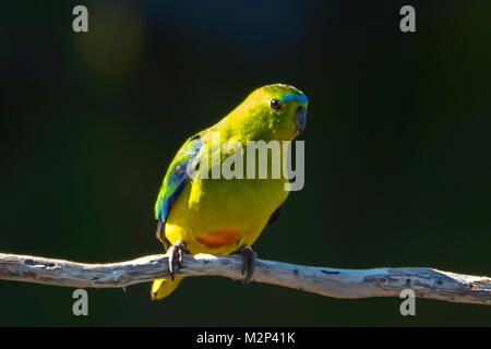 Orange-bellied Parrot, Neophema chrysogaster in Bathurst Harbour, Tasmanien, Australien Stockfoto
