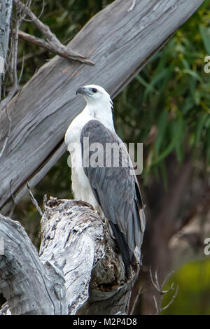 White-bellied Sea Eagle, Haliaeetus leucogaster auf Bruny Island, Tasmanien, Australien Stockfoto