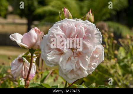 Rosa Souvenir de la Malmaison in Port Arthur, Tasmanien, Australien Stockfoto