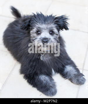 Ein Malteser, Shih Tzu, gekreuzt mit Pomeranian Welpen gekreuzt Stockfoto