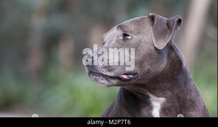 Staffordshire Bull Terrier Stockfoto