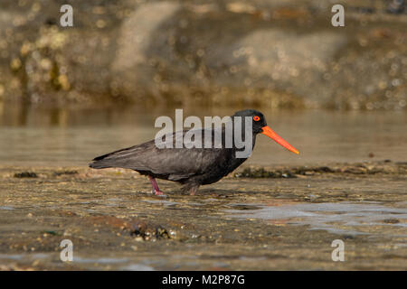 Verrußtes Austernfischer Haematopus fuliginosus in Tasman NP, Tasmanien, Australien Stockfoto