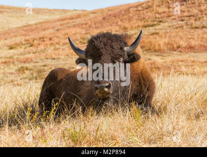 Eine majestätische American Buffalo (Bison bison) auf der Nordamerikanischen Prärie. Stockfoto