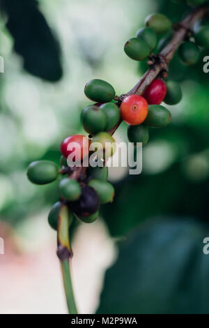 Kaffeekirschen mit rohen Kaffeebohnen auf dem Baum auf einer Kaffeeplantage Stockfoto