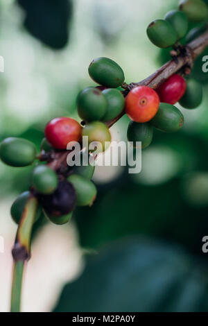 Kaffeekirschen mit rohen Kaffeebohnen auf dem Baum auf einer Kaffeeplantage Stockfoto