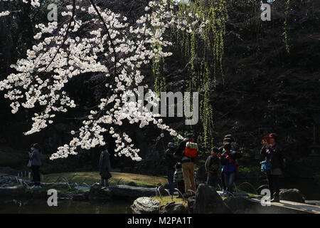 Yasukuni-schrein Garten, Tokio, Japan, hat Bäume, wo die ersten Kirschblüten in Tokio geöffnet; Massen strömen, um sie zu sehen. Sonne beleuchtet Kirschblüten Stockfoto