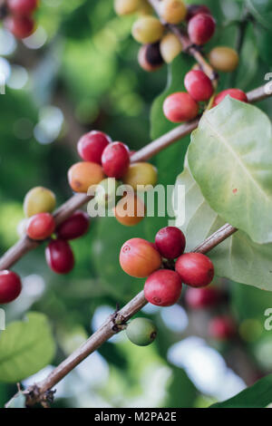 Kaffeekirschen mit rohen Kaffeebohnen auf dem Baum auf einer Kaffeeplantage Stockfoto