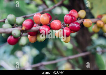 Kaffeekirschen mit rohen Kaffeebohnen auf dem Baum auf einer Kaffeeplantage Stockfoto