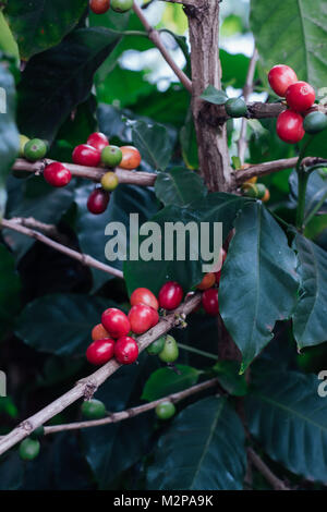 Kaffeekirschen mit rohen Kaffeebohnen auf dem Baum auf einer Kaffeeplantage Stockfoto