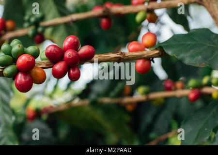 Kaffeekirschen mit rohen Kaffeebohnen auf dem Baum auf einer Kaffeeplantage Stockfoto