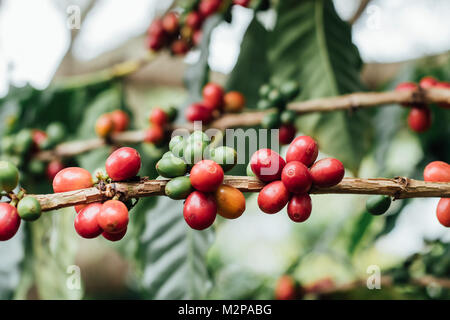 Kaffeekirschen mit rohen Kaffeebohnen auf dem Baum auf einer Kaffeeplantage Stockfoto