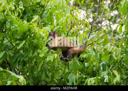 Büschelige Capuchin Affen auf die Natur im Pantanal, Brasilien. Brasilianischen Tierwelt. Sapajus apella Stockfoto