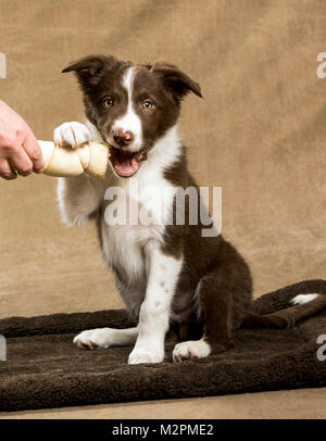 Neun Wochen alten Border Collie Welpen Stockfoto