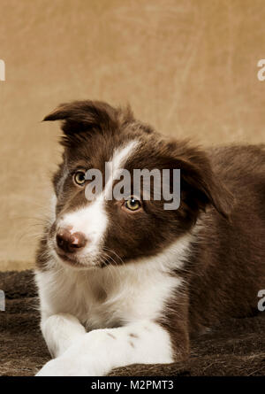 Neun Wochen alten Border Collie Welpen Stockfoto