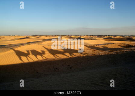Die Schatten auf den Sanddünen von kamelen Trekking in der Wüste Sahara in der Nähe von Douz, Tunesien Stockfoto