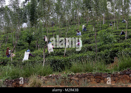 Teepflückerinnen bei Teeplantage Nuwara Eliya Hill Country zentrale Provinz Sri Lanka Stockfoto