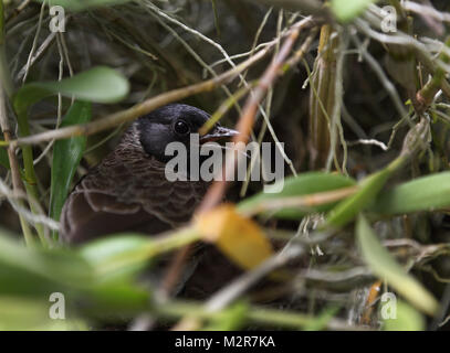 Peradeniya Kandy Zentralprovinz Sri Lanka Peradeniya Royal Botanic Gardens Vogel Stockfoto