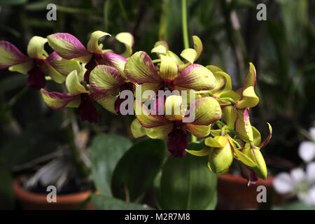Peradeniya Kandy Zentralprovinz Sri Lanka Peradeniya Royal Botanic Gardens Orchid House Stockfoto