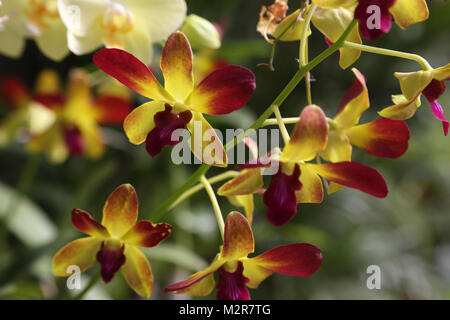 Peradeniya Kandy Zentralprovinz Sri Lanka Peradeniya Royal Botanic Gardens Orchid House Stockfoto