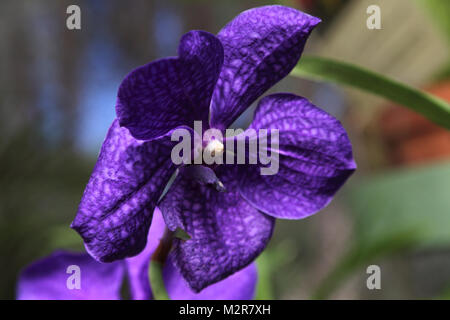 Peradeniya Kandy Zentralprovinz Sri Lanka Peradeniya Royal Botanic Gardens Orchid House Lila Vanda Orchid Stockfoto