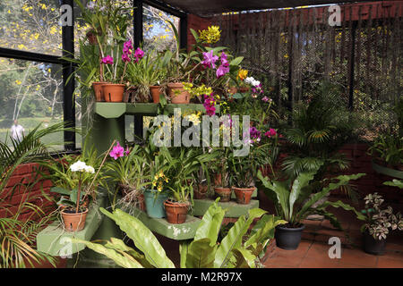 Peradeniya Kandy Zentralprovinz Sri Lanka Peradeniya Royal Botanic Gardens Orchid House Stockfoto