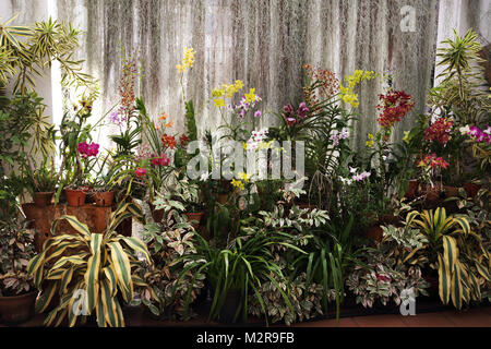 Peradeniya Kandy Zentralprovinz Sri Lanka Peradeniya Royal Botanic Gardens Orchid House Stockfoto