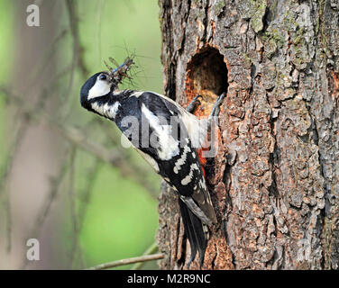 Große Specht weiblich, Dendrocopos major, mit Essen für hungrige Nestlinge auf einer Zucht Fuchsbau in einem Stamm einer Kiefer Stockfoto