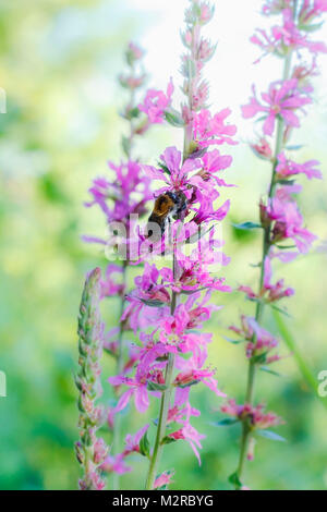 Eine Biene beim Sammeln von Nektar in der violetten Blüten, Stockfoto