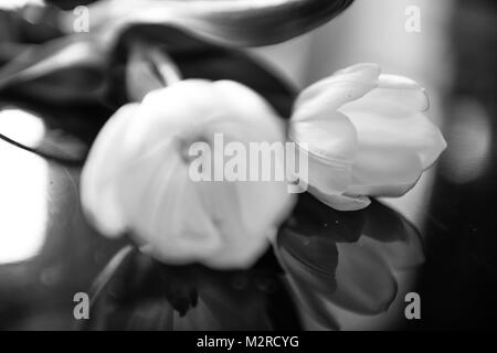 Weiße Tulpen auf schwarz Tabelle, Blur, b/w Stockfoto